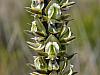 Prasophyllum elatum - Tall Leek Orchid.jpg